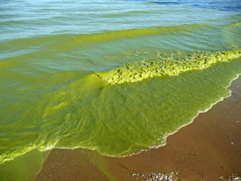 Algal bloom in the Great Lakes