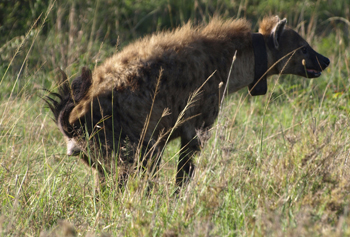 Hyena scent marking